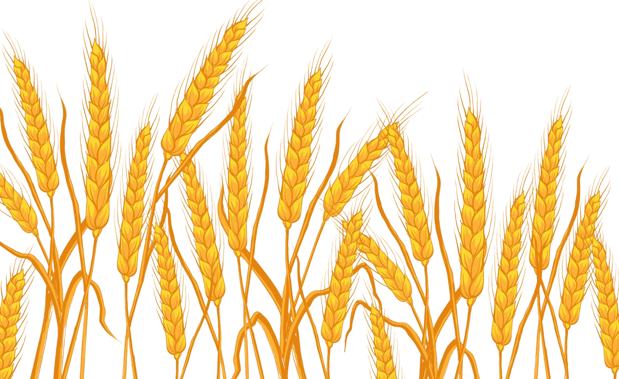wheat img